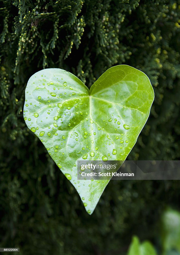 Wet leaf in shape of heart.