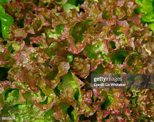Lollo Rouge 787 Lollo Stock Photos, High-Res Pictures, and Images - Getty Images