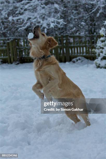 golden retriever in snow catching a snowball - golden retriever stock pictures, royalty-free photos & images