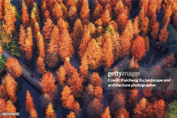 metasequoia trail in autumn - jiangsu province stock pictures, royalty-free photos & images