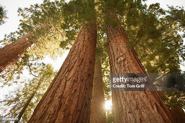 sequoia redwoods at sunset  - big tom stock-fotos und bilder
