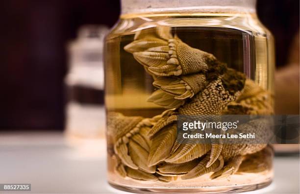 barnacles in glass jar - cambridge institute laboratory stock-fotos und bilder