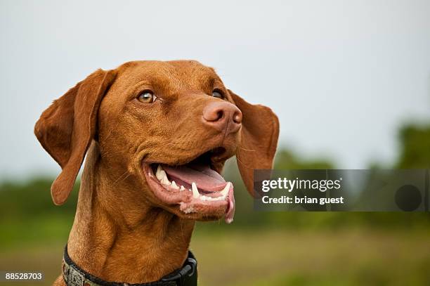very happy vizsla  dog - vizsla stockfoto's en -beelden