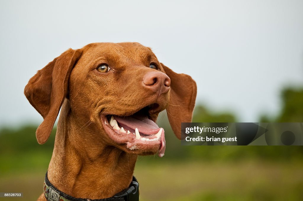 Very happy vizsla dog