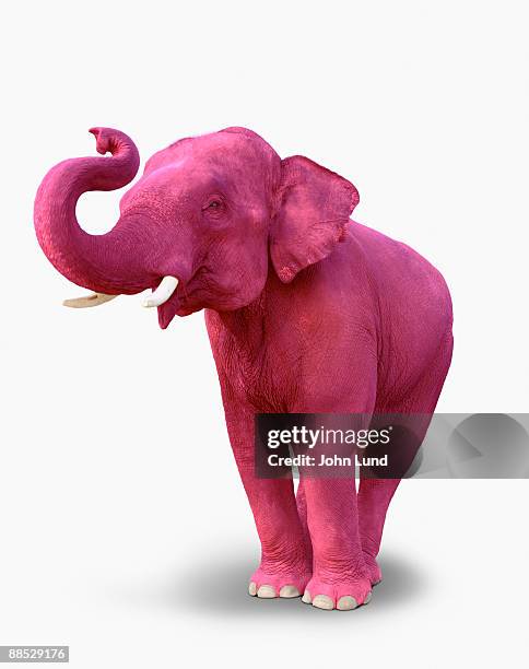 pink elephant - eleohants stock-fotos und bilder