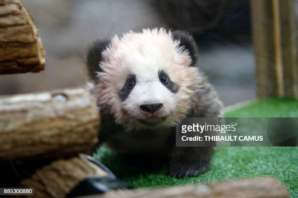 Male panda cub Yuan Meng, which was born at the Beauval zoo, is pictured on December 4, 2017 in Saint-Aignan-sur-Cher during its naming ceremony. -...