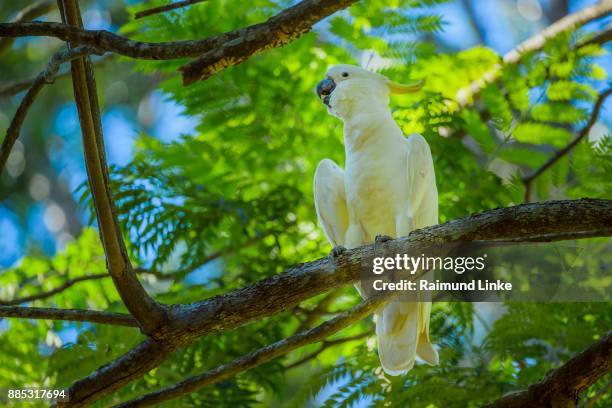 sulphur crested cockatoo, cacatua galerita, perching in tree, rockhampton, queensland, australia - cacatua bird stock pictures, royalty-free photos & images
