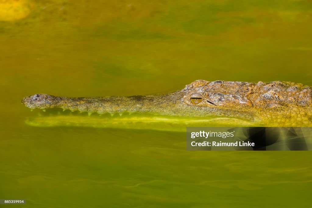 Freshwater Crocodile, Crocodylus johnsoni, Rockhampton, Queensland, Australia