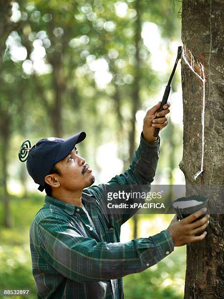 a rubber tapper working in on a rubber plantation. - lattice foto e immagini stock