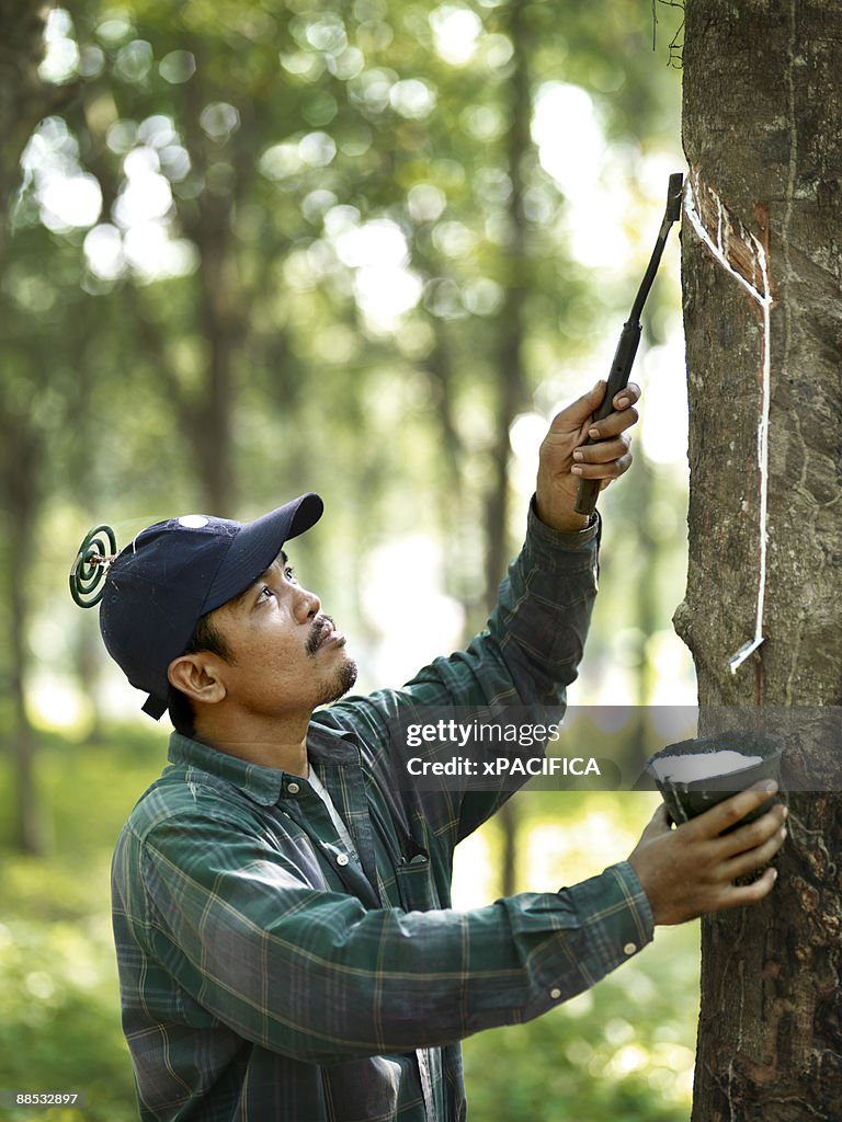 A rubber tapper working in on a rubber plantation.