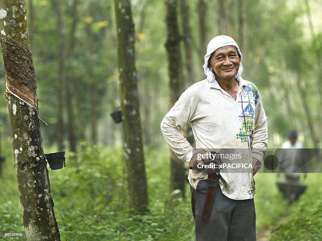 A man stands proudly in a rubber tree farm.