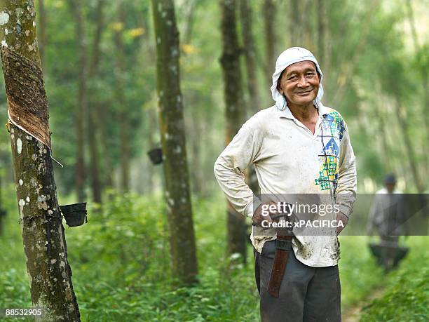a man stands proudly in a rubber tree farm. - rubber tree stock pictures, royalty-free photos & images