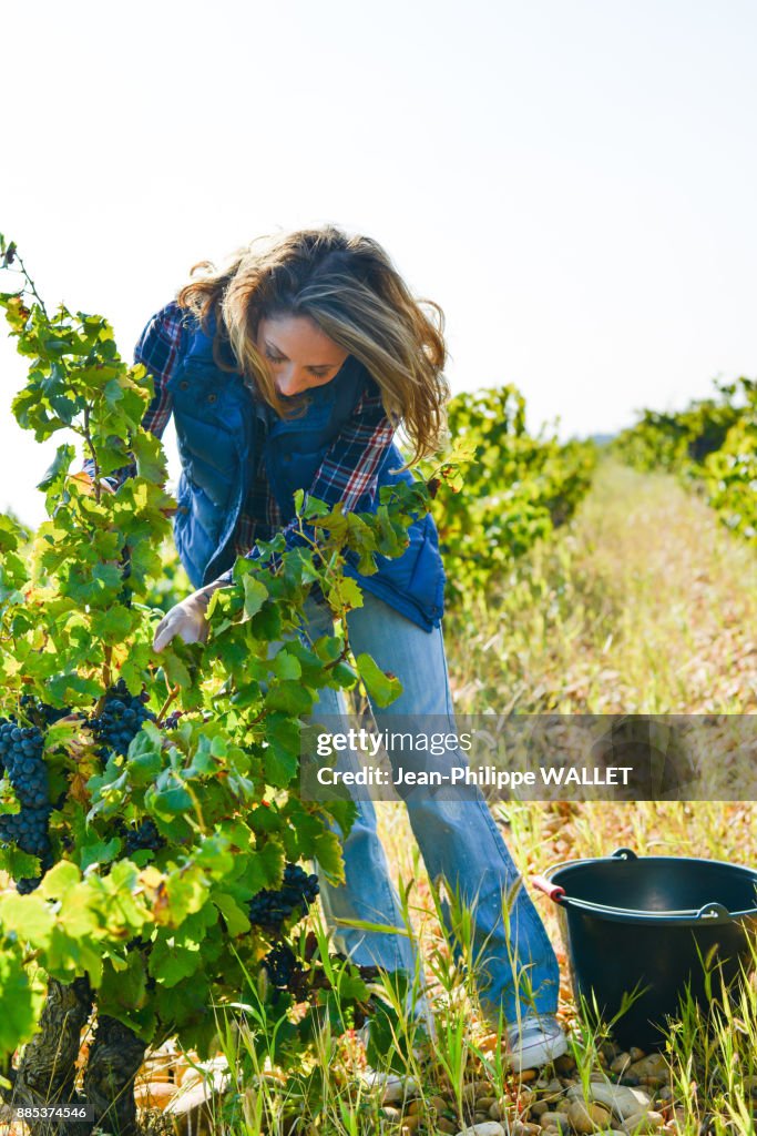 Cheerful young woman harvesting grapes in vineyard during wine harvest season autumn- Cepage Grenache, Chateauneuf du Pape, cotes du Rhone, France