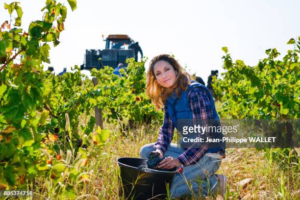 cheerful young woman oenologist wine specialist checking if grapes are ready to be harvested in vineyard during wine harvest season autumn- cepage grenache, chateauneuf du pape, cotes du rhone, france - chateauneuf du pape stock pictures, royalty-free photos & images