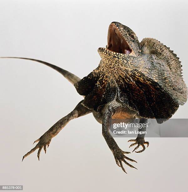 frilled dragon (chlamydosaurus kingii) - frilled lizard stock pictures, royalty-free photos & images