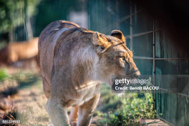 portrait of a captive lioness. - lion cage stock pictures, royalty-free photos & images