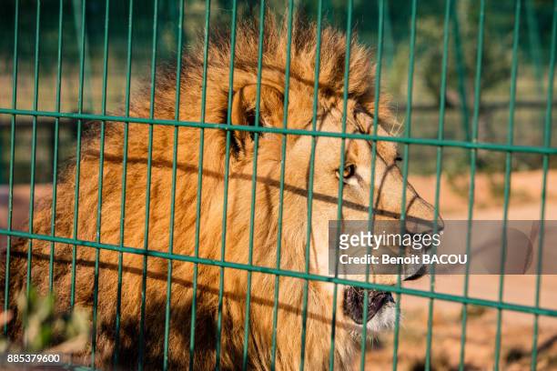 571 Sad Zoo Animal Photos and Premium High Res Pictures - Getty Images