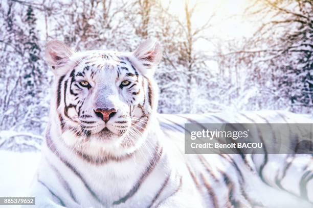 portrait of a white tiger in the snowy forest (composite picture). - white tiger stock pictures, royalty-free photos & images