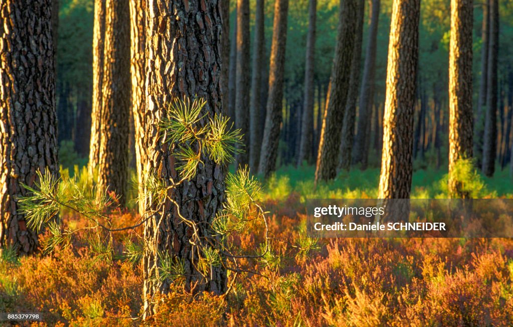 France, Landes, bed of red heather in Fall in a forest of maritime pines