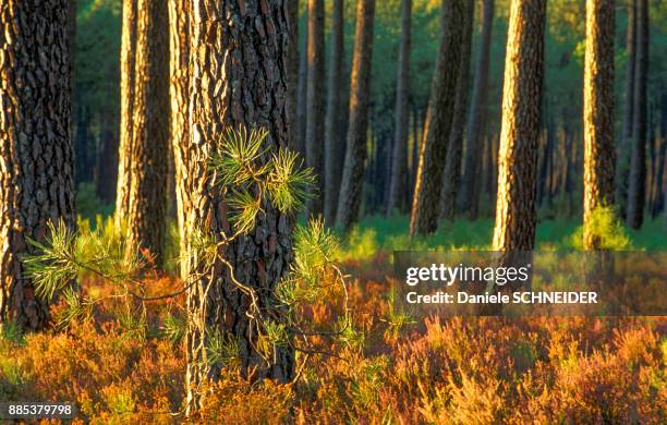 france, landes, bed of red heather in fall in a forest of maritime pines - moor stock pictures, royalty-free photos & images