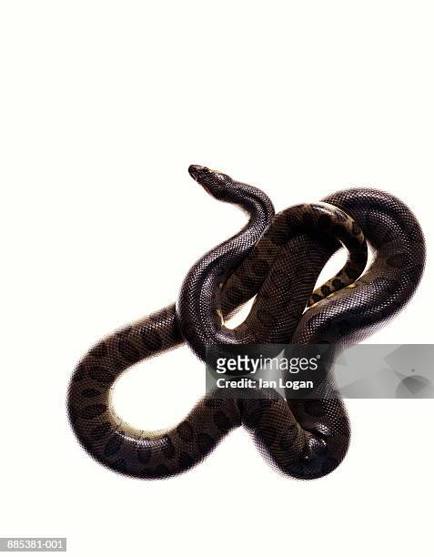 green anaconda (eunectes murinus), studio shot - anaconda snake stock pictures, royalty-free photos & images