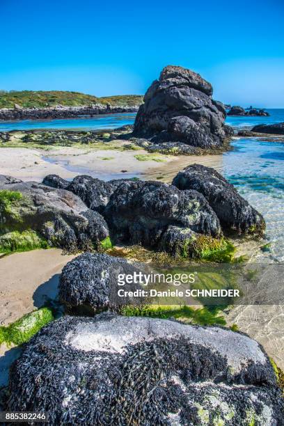 normandy, manche, the grande ile chausey, rocks on the homard port beach - homard 個照片及圖片檔