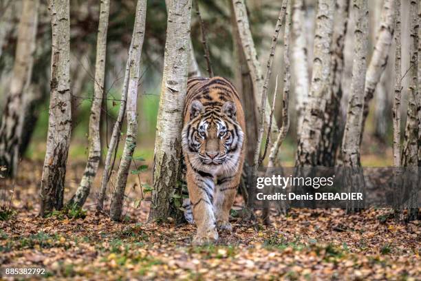 siberian tigerin walking in the wood - sibirischer tiger stock-fotos und bilder