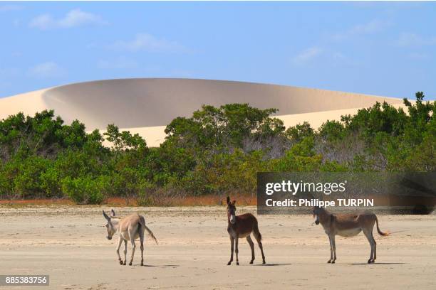 brasil, ceara. jericoacoara national park. wild donkeys. - jericoacoara beach stock pictures, royalty-free photos & images