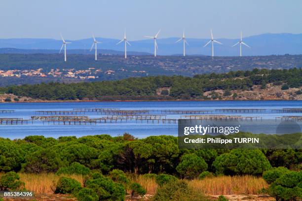 france, aude, etang de leucate. - occitanie photos et images de collection
