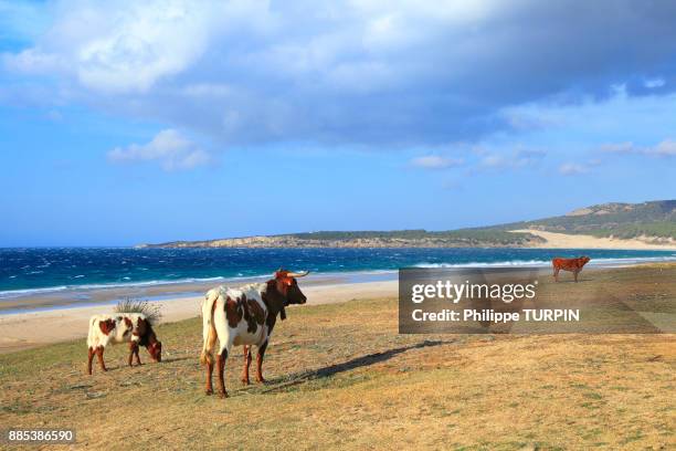 spain, andalousia. bolonia beach close to tarifa. - bolonia stock-fotos und bilder