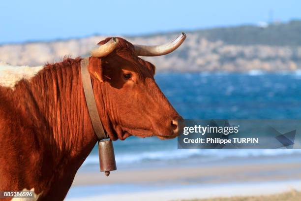 spain, andalousia. bolonia beach close to tarifa. - bolonia stock-fotos und bilder