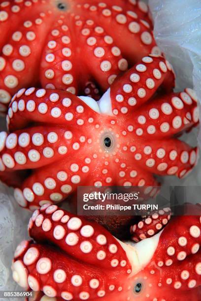 japan, tokyo. tsukiji fich market. octopus - ventosa tentacolare foto e immagini stock