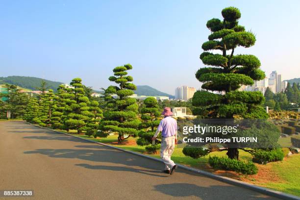 south korea, busan. united nations memorial cemetery - evergreen cemetery stock pictures, royalty-free photos & images
