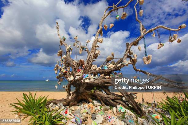 mexico, quintana roo, cozumel island. mariage tree - mariage stock pictures, royalty-free photos & images