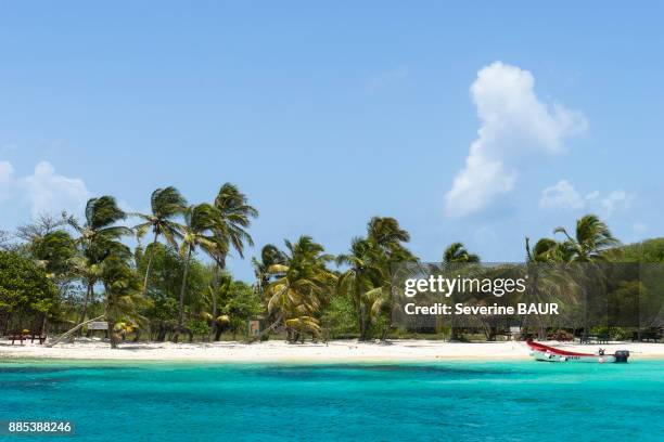 petit bateaus island, reserve, tobago cays, saint-vincent and the grenadines, west indies - tobago cays stock pictures, royalty-free photos & images