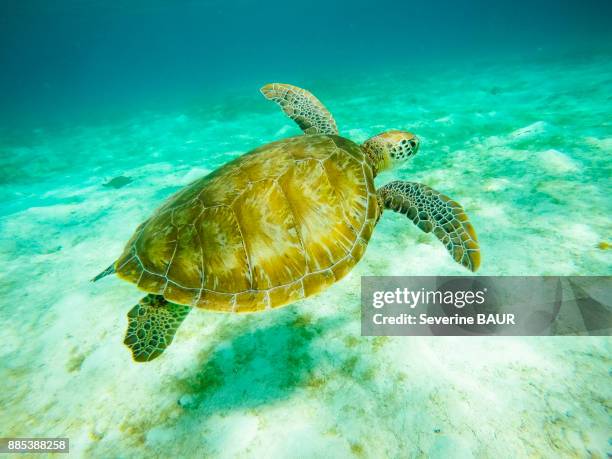 green turtle, reserve, tobago cays, mayreau, saint-vincent et les grenadines, west indies - tobago cays stock pictures, royalty-free photos & images