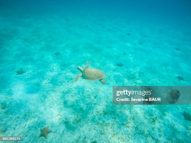 green turtle, reserve, tobago cays, mayreau, saint-vincent and the grenadines, west indies - tobago cays stock pictures, royalty-free photos & images
