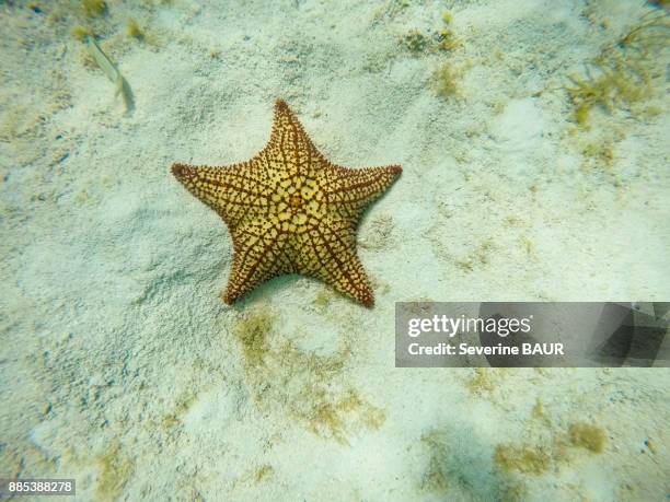star fish, reserve, tobago cays, mayreau, saint-vincent and the grenadines, west indies - tobago cays stock pictures, royalty-free photos & images