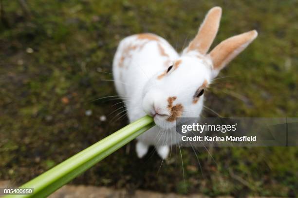 Rabbit eating a celery stick