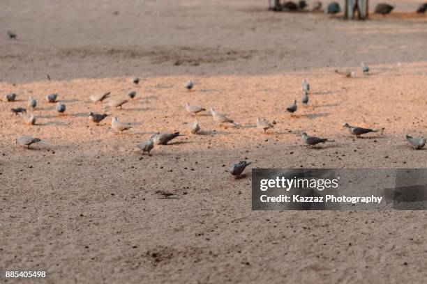 pigeons and doves - columbiformes stock-fotos und bilder