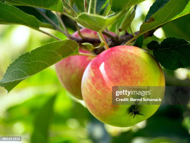 apples on the tree - bernd schunack imagens e fotografias de stock