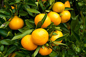 Mandarin orange orchard in Japan.