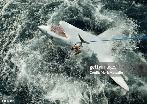 Mako shark is caught by fishermen beyond the heads outside Sydney Harbour on August 27, 2006 in Sydney, Australia. The number of shark attacks in NSW...