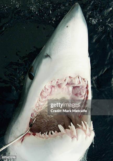 Mako shark is caught by fishermen beyond the heads outside Sydney Harbour on August 27, 2006 in Sydney, Australia. The number of shark attacks in NSW...