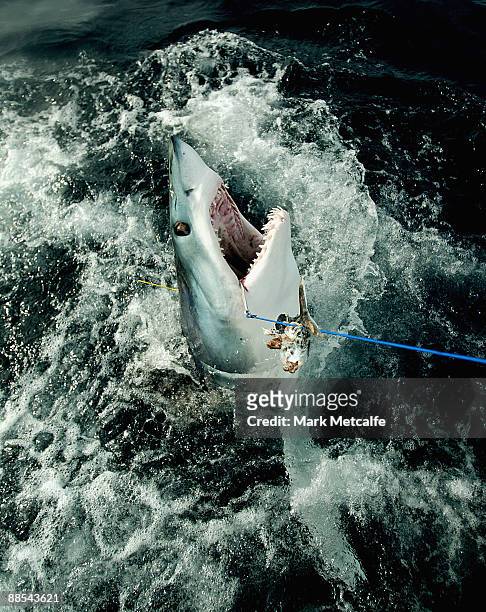 Mako shark is caught by fishermen beyond the heads outside Sydney Harbour on August 27, 2006 in Sydney, Australia. The number of shark attacks in NSW...