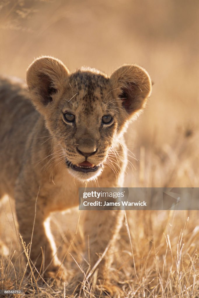 Lion cub portrait