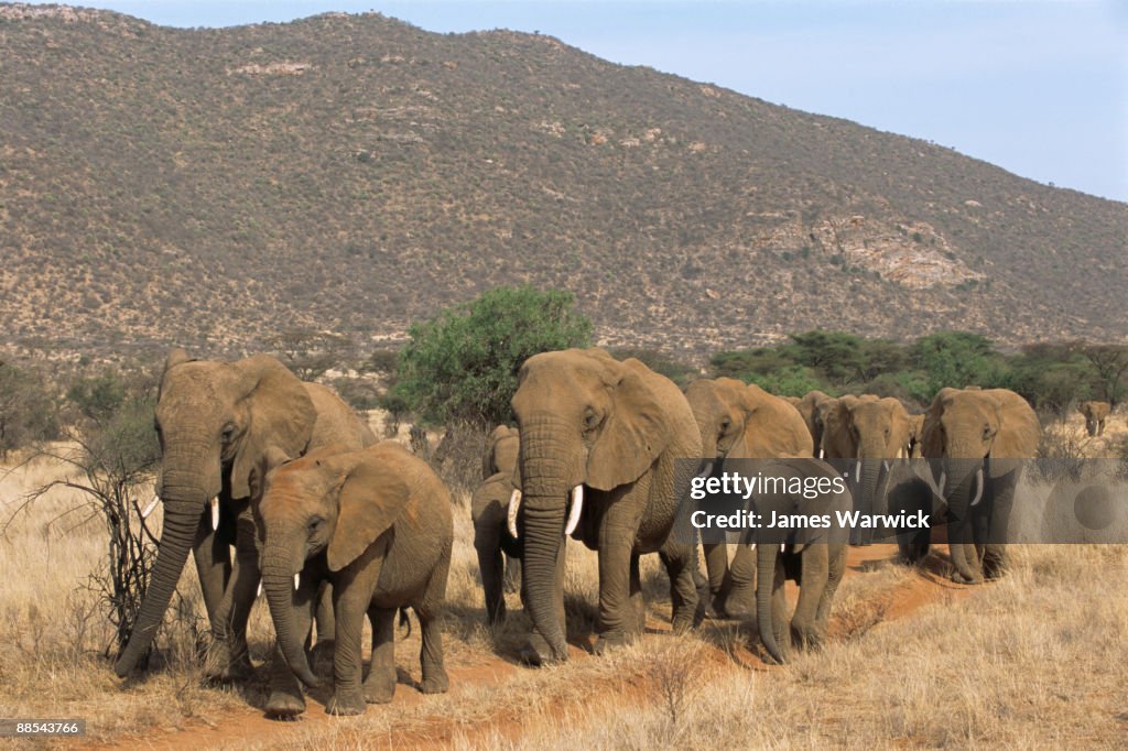 African elephant herd on the move