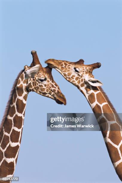 reticulated giraffes bonding - girafe photos et images de collection