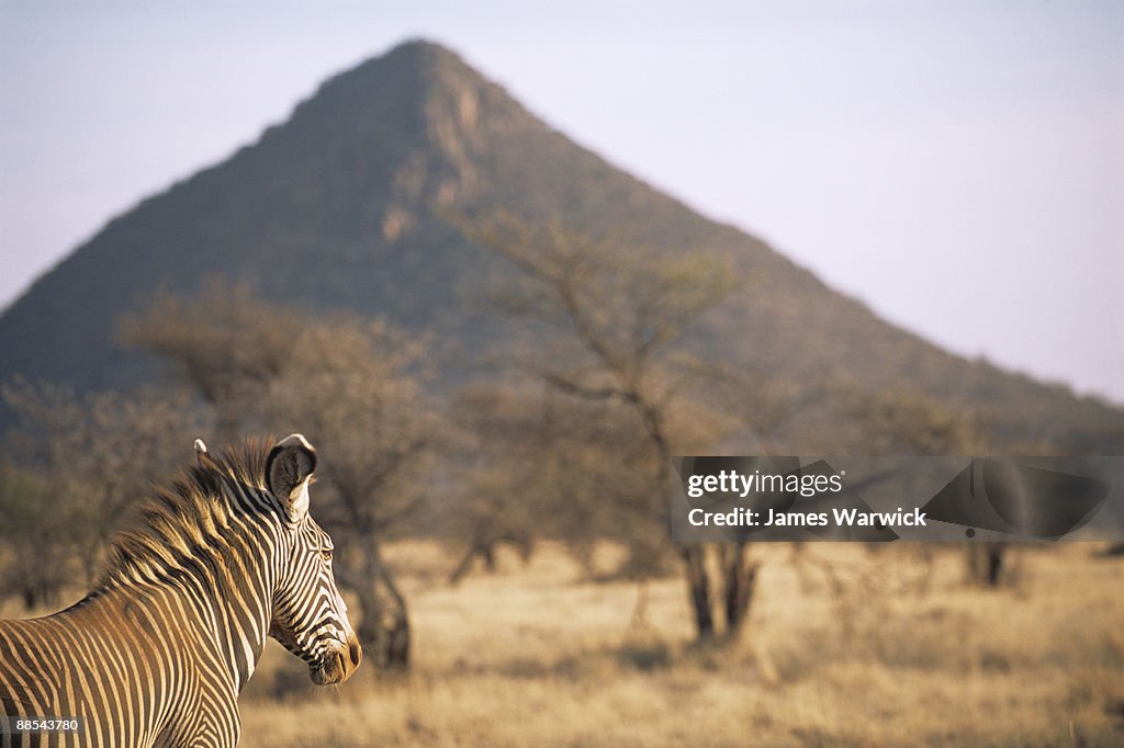 Grevy's zebra on look-out 