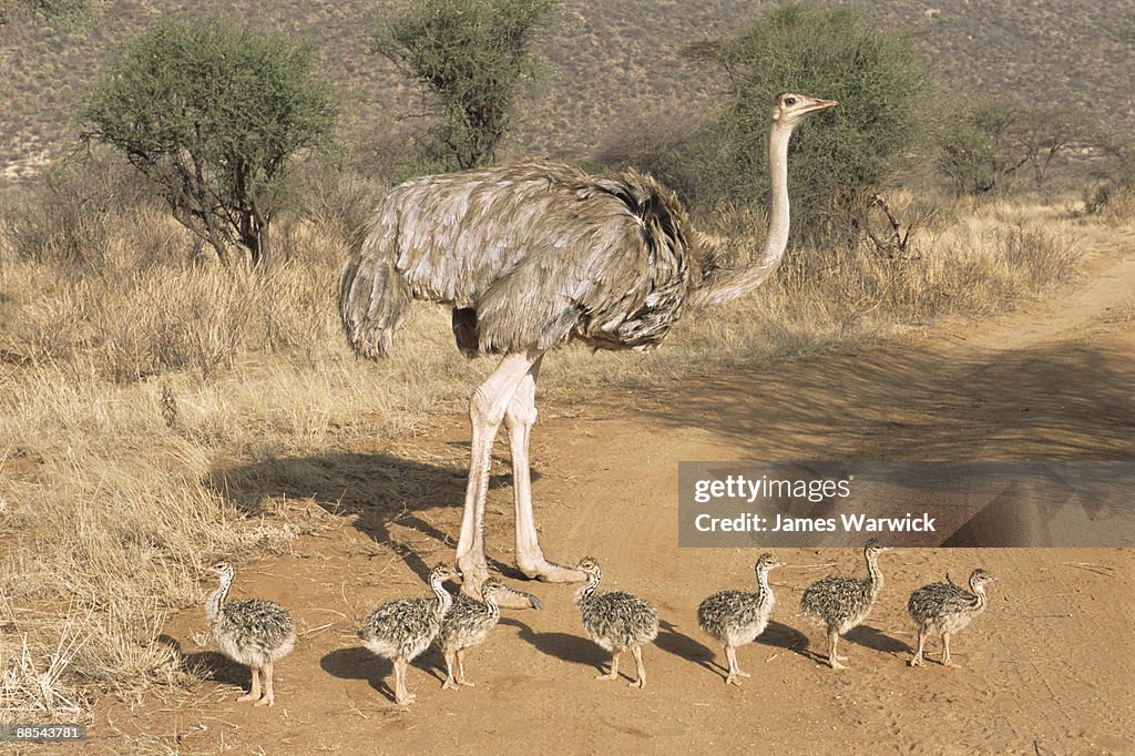 Ostrich mother with chicks on track